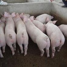 小猪崽子爆料视频播放,揭秘幕后真相  第2张